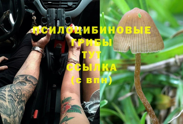 прущие грибы Нефтегорск